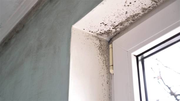 Best Bathroom Mold Remediation in Seville, FL