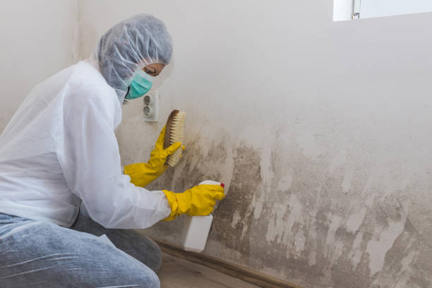 Best Post-Flood Mold Remediation in Seville, FL