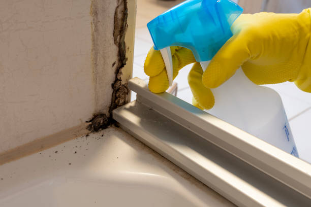 Best Basement Mold Remediation in Seville, FL