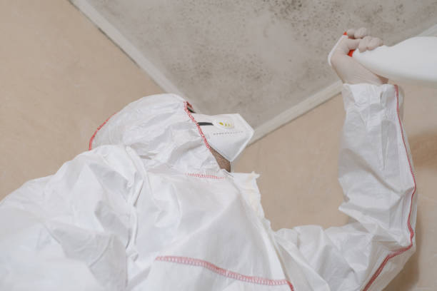 Best Mold Remediation for Specific Building Types in Seville, FL