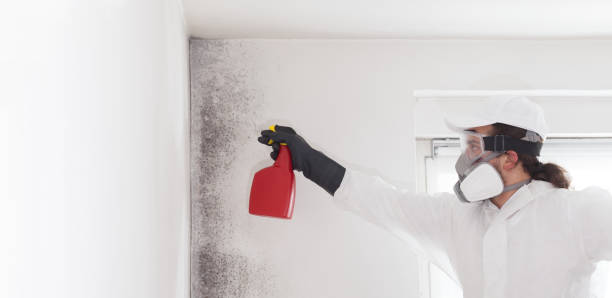 Professional Mold Remediation in Seville, FL