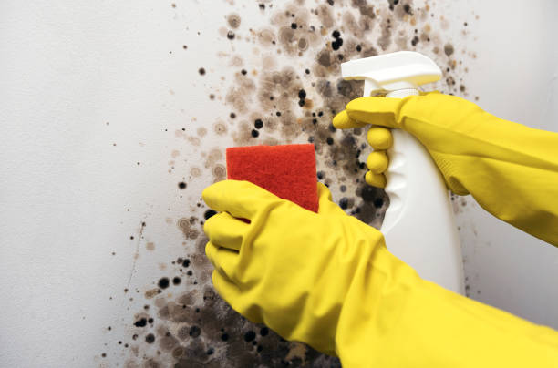 Best Industrial Mold Remediation in Seville, FL