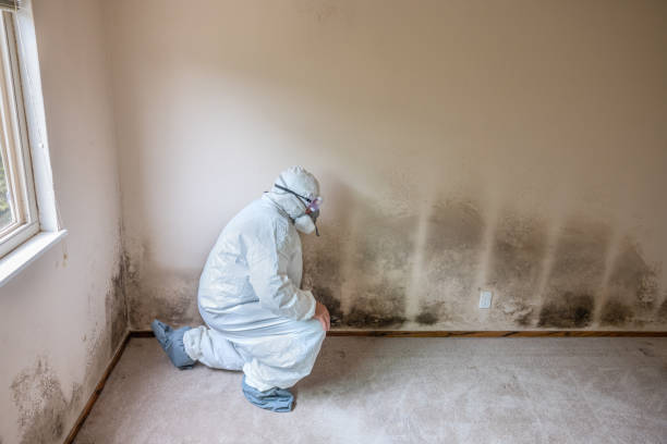 Best Residential Mold Remediation in Seville, FL