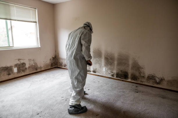 Best Kitchen Mold Remediation in Seville, FL